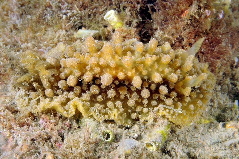 Doris verrucosa